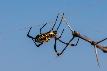 Closeup shot of a yellow large spider in African hunting safari in Namibia