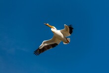 Single Pelican Flying Overhead
