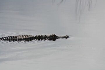 Sticker - Selective focus shot of a big alligator swimming in the lake in Savannah, GA, USA