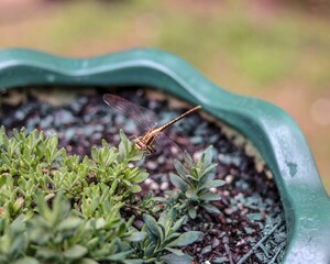 Sticker - Closeup shot of a dragonfly approaching a small potted plant