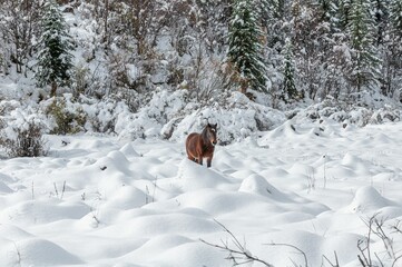 Wall Mural - Distant view of a brown horse standing in the forest covered in snow