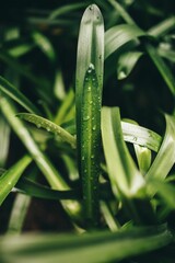 Poster - Closeup shot of green leaves with water drops in a garden