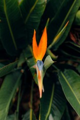 Wall Mural - Beautiful Bird of paradise flowers shot in colour with close-up 