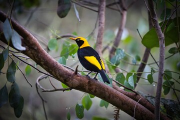Wall Mural - Close-up shot of a Regent bowerbird sitting on a wet branch.