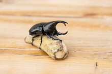 Dynastinae Beetle Is A Fighter Beetle Of Thailand And Is Insects Of The Spring Eating Bananas On The Pine Pallets Background.