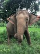 Cut and fun Sumatran elephant greeting everybody on his way