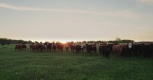 Black Angus Cattle At Sunset Free Stock Photo - Public Domain Pictures