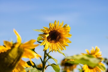 Scenic view of a vibrant yellow sunflower growing against a blue sky