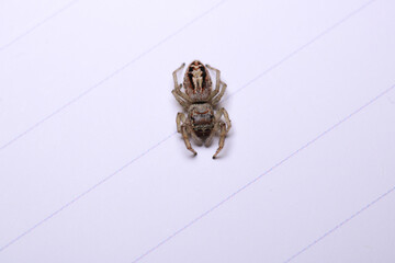 little jumping spider macro photo