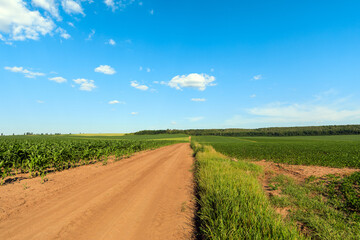 Wall Mural - dirt road through the field. Green Field