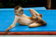 a small monkey doing pose lying