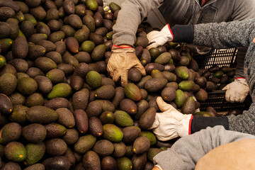 workers put hass avocado into plastic box in the farm or market, hand view