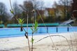 Beige Grashalme und Pflanze mit grünen Blättern vor Schwimmbad Panorama mit beigen Beckenuferkacheln aus Beton, blauem Schwimmbecken, türkisfarbener Sitzbank aus Beton und Bäumen am Morgen im Winter