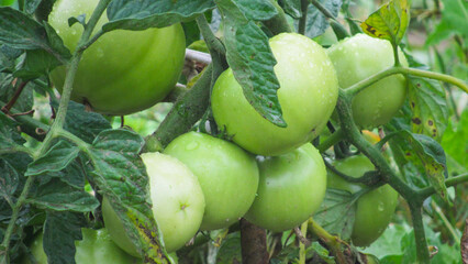 growing tomatoes. green tomatoes in the garden