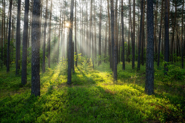  Beautiful sunny morning in the green forest