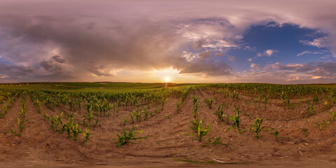 Wall Mural - evening sunset hdri panorama 360 view among farming corn fields with pink clouds in equirectangular 