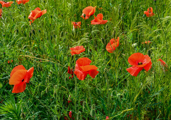 Sticker - Blooming red poppy in a wheat field - Papaver rhoeas .