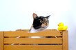 beautiful brown tricolor cat with white breast hid in wooden box, looks around, rubber yellow duck for bathing, concept of cat's house, caring for them, keeping pets, curious animals play