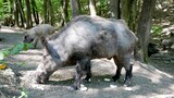 Fototapeta  - A photo of a boar in nature