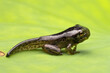 Tiny Spring Peeper Froglet
 amphibian on plant
