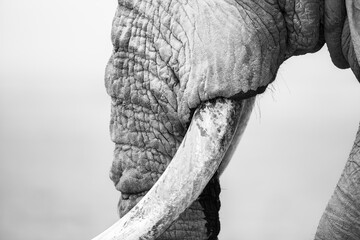 close-up elephant
