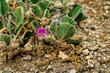 Rheierschnäbel, lila Blume mit wüsten Hintergrund 