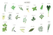 Green herbs and spices vector illustrations set