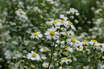 Wall Mural - Landscape view of White aster flower garden