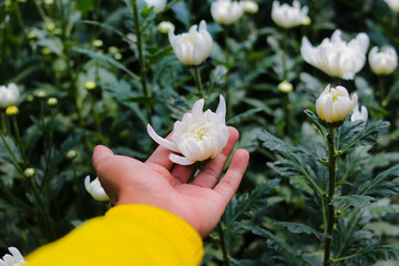 Wall Mural - Hand holding Chrysanthemums flower in the garden
