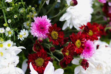 Wall Mural - Chrysanthemums flowers blooming in the garden