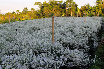 Wall Mural - Landscape view of White aster flower garden