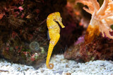 Fototapeta  - Slender seahorse in the rocky aquarium (Hippocampus reidi)