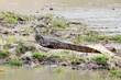A large mugger crocodile basks in the sun on the banks of a  muddy lake.