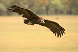 Fototapeta Sawanna - Sęp kasztanowaty, cinereous vulture, black vulture, monk vulture, Eurasian black vulture (Aegypius monachus)