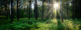 Fototapeta Las - Beautiful sunny morning in the green forest