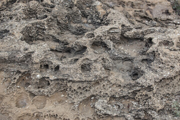 Wall Mural - shell rock on the sea shore