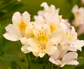 Wall Mural - Beautiful alstroemeria in a garden