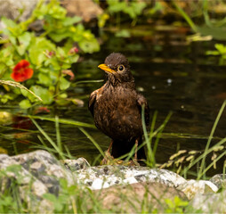 Amsel - Blackbird