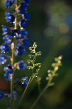 Banner. Delphinium, One Large Flowers Blue Delphinium Flower On A Sunny Bright Day. Macro Horizontal Photography.