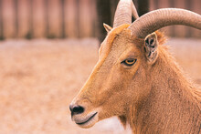 Close Up Portrait Of A Barbary Sheep With Horns And A Large Snout.