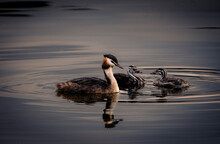 Great Crested Grebe In Water