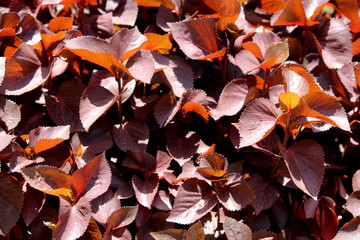 Red leaves of the wild tree.