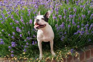 Poster - Boston Terrier dog standing on a wall in amongst a lavender flower bush.