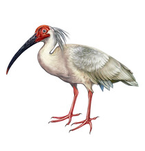 The Crested Ibis, Japanese Ibis (Nipponia Nippon