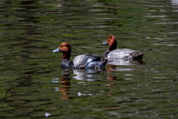 Wall Mural - Male redhead (Aythya americana), north American Waterfowl. Americam migration bird.