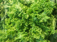Fresh Frilled Lettuce, Green Curly Lettuce Leaves For Healthy Salad. Close Up Background.