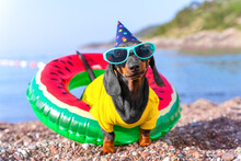 Funny Dachshund Puppy In A Yellow T-shirt And With A Festive Hat On Its Head Is Standing On Beach, Sticking Through The Hole Of An Inflatable Swimming Circle, Front View