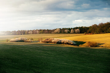 Wall Mural - Beautiful rural landscape during sunset.Spring season. High quality photo.