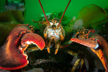 Canvas Print - Close up of an American lobster underwater foraging for food on a rocky bottom of the Gulf of St. Lawrence.