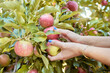 © Jade M/peopleimages.com - Closeup of a woman picking apples from a tree in a sustainable orchard or farm. Farmer harvesting ripe, fresh and nutritious fruit in a thriving grove. Organic produce ready to be picked and enjoyed